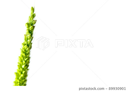 Close up the freshness jungle rice weed on white backgroud Close up the freshness jungle rice weed on white backgroud 89930901