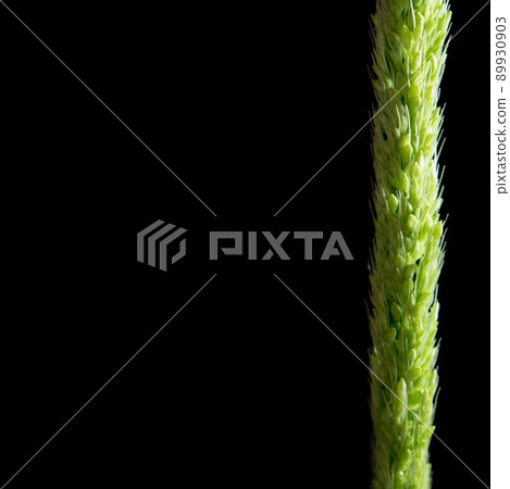 Close up the freshness jungle rice weed on black backgroud Close up the freshness jungle rice weed on black backgroud 89930903