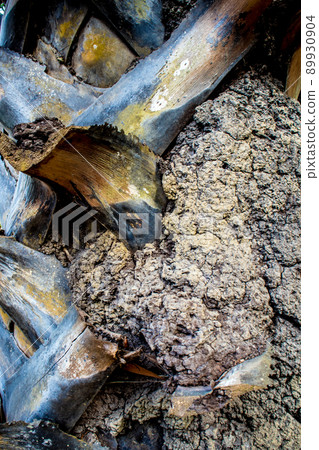 termites anthill on the sugar palm trunk termites anthill on the sugar palm trunk 89930904