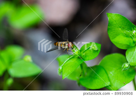 一隻蜜蜂 一隻蜜蜂 89930908