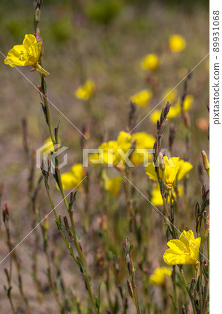 [Niigata Prefecture] Sado Island Evening Primrose Blooming Blue Sea and Sobama Beach 89931068