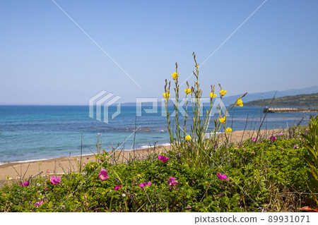 [Niigata Prefecture] Sado Island Evening Primrose Blooming Blue Sea and Sobama Beach 89931071