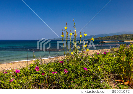 [Niigata Prefecture] Sado Island Evening Primrose Blooming Blue Sea and Sobama Beach 89931072