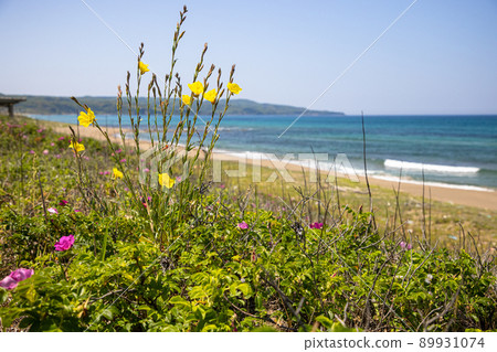 [Niigata Prefecture] Sado Island Evening Primrose Blooming Blue Sea and Sobama Beach 89931074