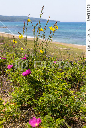 [Niigata Prefecture] Sado Island Sobama Beach when evening primrose blooms 89931276