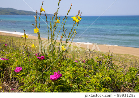 [Niigata Prefecture] Sado Island Sobama Beach when evening primrose blooms 89931282