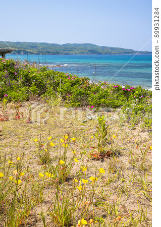 [Niigata Prefecture] Sado Island Sobama Beach when evening primrose blooms 89931284