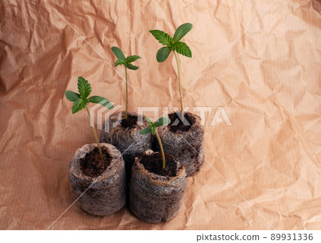 Cannabis seed Starting with Coconut Coir Pellets. Marijuana growing. 89931336