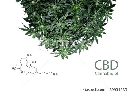 Cannabidiol. Cannabis plant isolated on white background with cbd formula. Layout of fresh wet marijuana leaves, watering bush 89931385