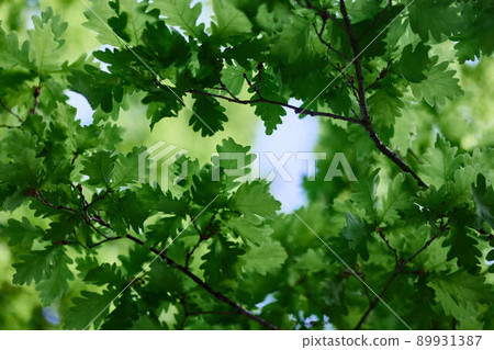 Green fresh leaves on the branches of an oak close up against the sky in sunlight. Care for nature and ecology, respect for the Earth 89931387