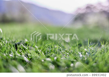 Leaves of green young grass on the background of the alpine mountains, a spring landscape close-up Leaves of green young grass on the background of the alpine mountains, a spring landscape close-up 89931402