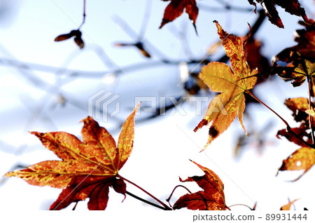 Autumn scenery 89931444