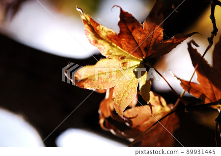 Autumn scenery 89931445