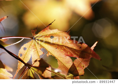 Autumn scenery 89931447