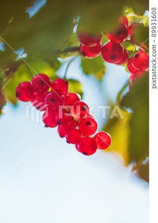 red currant growing on bush, blurred background red currant growing on bush, blurred background 89931608
