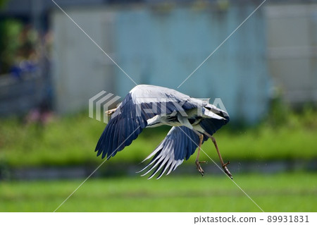 Gray heron / predation predation 89931831