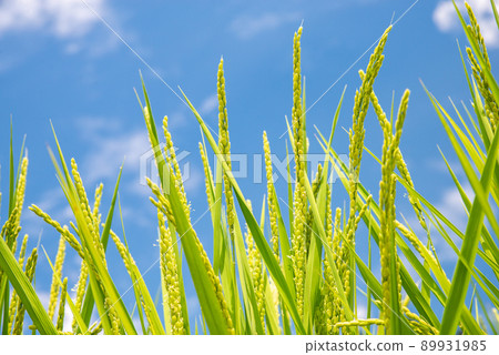 Rice ears in rice fields seen in the summer countryside Rice ears in rice fields seen in the summer countryside 89931985