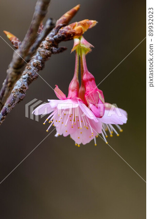 Cherry blossoms 89932023