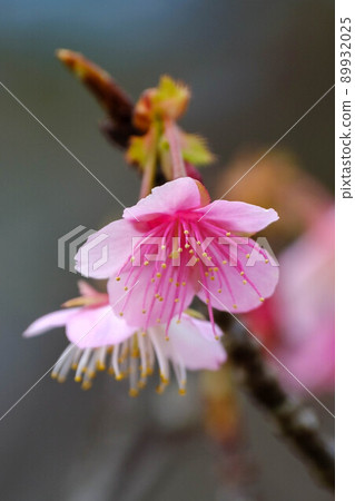 Cherry blossoms 89932025