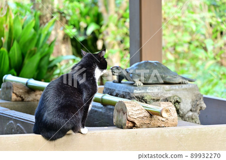 A cat staring at a turtle statue A cat staring at a turtle statue 89932270