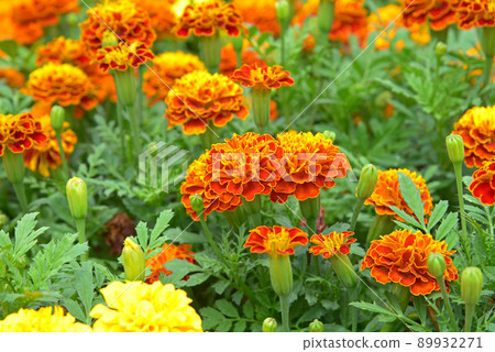 Marigold flower field summer flower material Marigold flower field summer flower material 89932271
