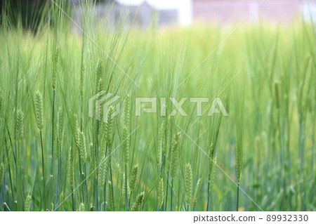 Good harvest wheat wheat field wheat ears 89932330