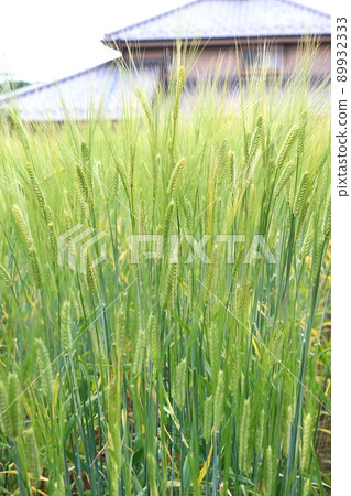 Good harvest wheat wheat field wheat ears Good harvest wheat wheat field wheat ears 89932333