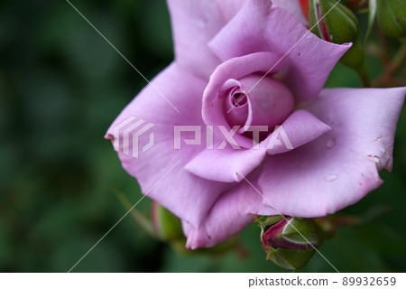 Purple rose Madame Viole Purple rose Madame Viole 89932659