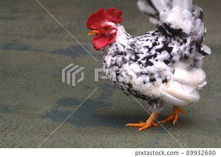 Chabo Chabo 89932680