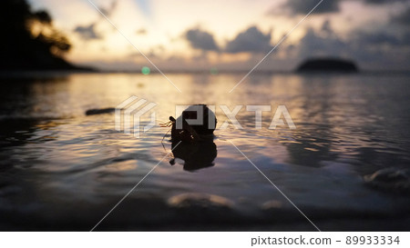 Hermit crab with cute eyes runs on the sand. Hermit crab with cute eyes runs on the sand. 89933334
