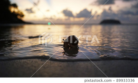 Hermit crab with cute eyes runs on the sand. Hermit crab with cute eyes runs on the sand. 89933336