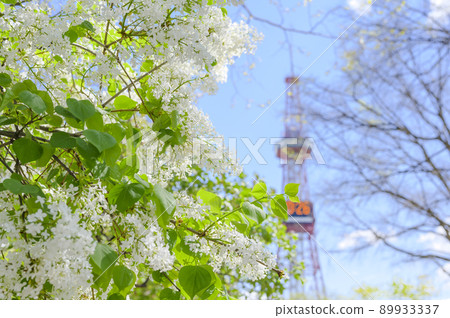 札幌大通公園的丁香(+電視塔) 札幌大通公園的丁香(+電視塔) 89933337