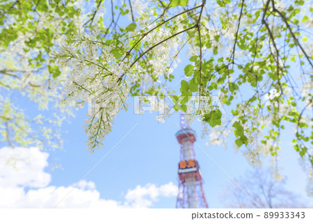 札幌大通公園的丁香和電視塔 札幌大通公園的丁香和電視塔 89933343