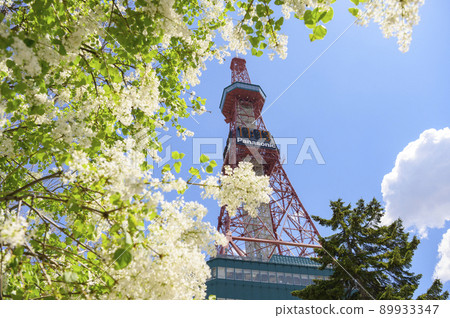 Lilac and TV tower in Sapporo Odori Park 89933347