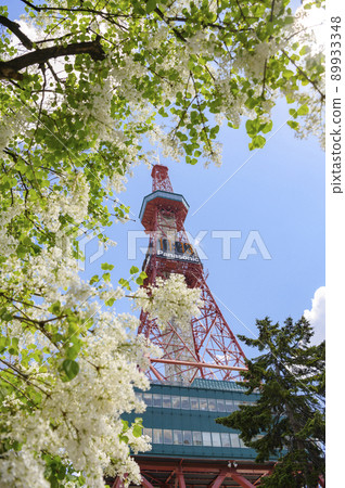札幌大通公園的丁香和電視塔 89933348