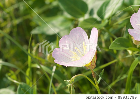 白天的月見草（月見草）：Enotera [綠色背景] 89933789