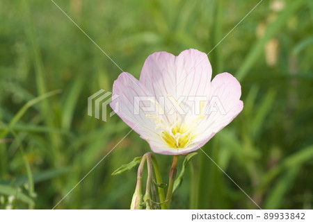 白天的月見草（月見草）：Enotera [綠色背景] 89933842