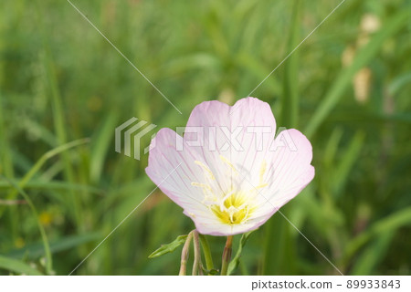 白天的月見草（月見草）：Enotera [綠色背景] 89933843