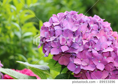 Hydrangea hydrangea hydrangea 89933896