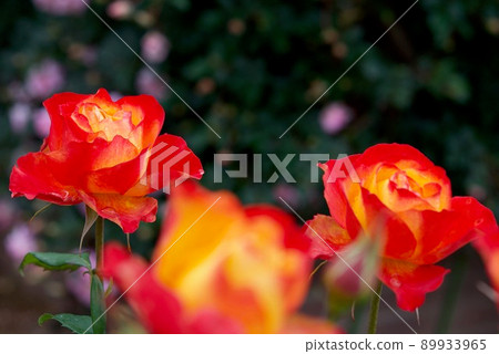 Maebashi City original rose Akagi shine 89933965