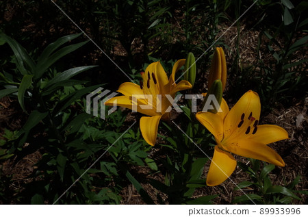 百合花 百合花 89933996