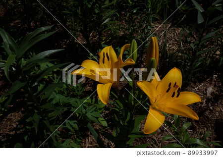 百合花 89933997
