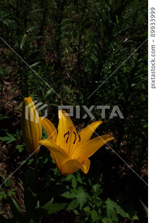 百合花 百合花 89933999
