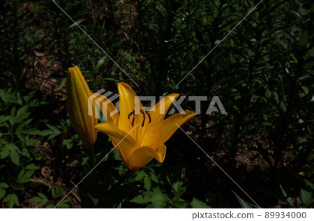 百合花 百合花 89934000