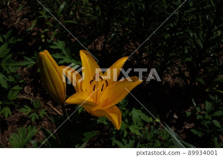 百合花 百合花 89934001