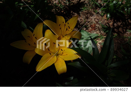 百合花 百合花 89934027