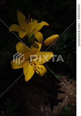 百合花 百合花 89934042