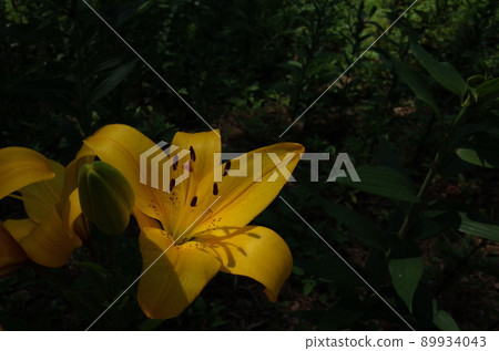 百合花 百合花 89934043