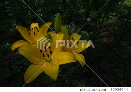 百合花 89934044