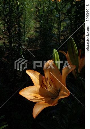 百合花 百合花 89934048